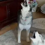 Jednim pitanjem izazvala preslatku reakciju, nastao je opći kaos