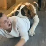 Divovska maza iznenadila je zagrljajem, snimka raznježila gledatelje