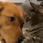 Psi su pravi anđeli, pogledajte njihove reakcije na napasne mačke