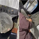 VIDEO Ribari iz Jadrana izvukli grdosiju od 200 kila: "Jedno od najčudnijih i najveličanstvenijih stvorenja"