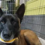 FOTO Užasan napad na psa: "Drogirani su ga pred djecom pokušali priklati nožem"