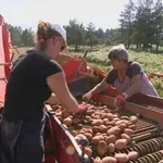 Proizvodnja povrća sve je teži posao, a jedna stvar posebno otežava situaciju: "Domaći povrćari umiru u tišini"