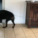 Vlasnici slučajno otkrili trik kako beskonačno zabavljati psa, pogledajte genijalnu ideju