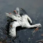 Pomor ptica na zapadu Europe: Stotine uginulih roda, potvrđena četiri žarišta opasne bolesti