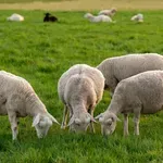 Prvi put potvrđena kuga malih preživača u Hrvatskoj! Provode se stroge mjere