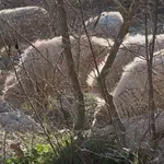 Uzgajivač očajan nakon što su mu zbog zaraze usmrtili sve ovce: "Nisam mogao ni gledati, toliko mi je bilo žao"