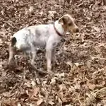 Znatiželjni pas uvalio se u velike probleme, pogledajte kako su ga spasili