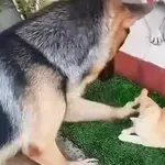 Suživot između pasa i mačka može biti kaotičan, vlasnici snimili šašave prizore