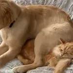 Ovi parovi su neiscrpan izvor zabave, svaki dan pronalaze nove načine nasmijavanja vlasnika