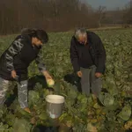 Na tržištu nema mjesta za njega, pa će zelje podijeliti: "Srce me boli kad vidim da moram zaorati"