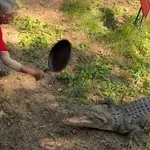 Hrabrost ili ludost? Zabilježili bliske susreta za životinje koji nisu za one slabog srca