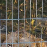 Erion i Flora spašeni od zatočeništva: Sreću su pronašli u Njemačkoj, njemu otpala griva