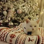 Ovo je 25 najboljih fotografija vaših kućnih ljubimaca i božićnih drvaca, raznježene smo i oduševljene