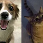 Udomili životinje i promijenili im život, pogledajte samo ova krznena klupka ljubavi