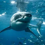 Horor na popularnoj plaži: Morski pas ubio ženu, muškarac helikopterom prevezen u bolnicu