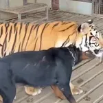 Stavio psa i tigra u isti kavez, nitko nije očekivao ovakav rasplet