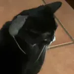 Igra mačke i miša završila preokretom, lukavac se odlično snašao