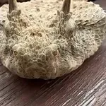 Snimio rijetku životinju, gledatelji misle da je riječ o čudovištu iz noćnih mora