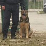 Otkrivali su mine, eksplozive i spasili mnoge živote, a sada Puma, Vučko i Lajka uživaju u mirovini: "Doživjeli su pozitivan šok"