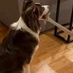 Obračun između psa i usisavača oduševio internet, vlasnici stresnu situaciju pretvorili u igru