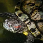 Više od 1200 invazivnih kornjača završilo u ZOO Zagreb: Bile su kućni ljubimci, a onda su ih ljudi - odbacili