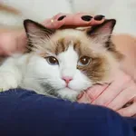 Sedam načina na koje mačke tješe svoje vlasnike, one to rade tiho, suptilno i - učinkovito