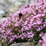 Mirisna, čudesna i ukusna: Znate li za što je sve dobra majčina dušica?