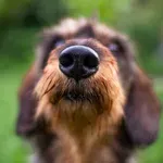 Fascinantno! Kakve veze imaju pseći njuh i naša sposobnost da golim okom možemo vidjeti do - New Yorka?