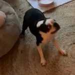 Kujica iznenadila vlasnike nakon 4 godine, njezin potez zaradio joj je veliku proslavu