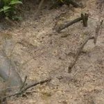 Nestvarni prizori u centru grada: "Ovo je hazard za zdravlje"