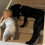 Brižni pas raznježio gledatelje, pogledajte nježnog diva na djelu