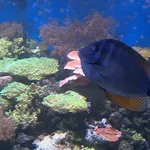 Jeste li ju vidjeli? Znanstvenici raspisali neobičnu tjeralicu, ovo je razlog