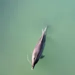 Tužan kraj: Ženka dupina koja je okotila mrtvo mladunče, pronađena mrtva