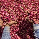 Male zelene: Je li uopće dobro jesti pistacije?