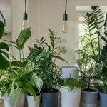 Kako se riješiti mušica oko sobnih biljaka?