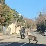 VIDEO Nesvakidašnji sudar na Pantovčaku: Jelen se zabio u skuter