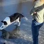 Oprez, sklisko! Potez psa nasmijao vlasnicu, led ga je baš iznenadio