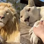 Njezine šašave mace malo su poveće, pogledajte samo te ogromne maze