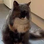 Uhvatila mačku na djelu: Mislila da je lukava, reakcijom dobro nasmijala vlasnicu