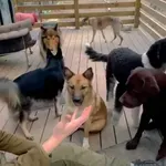 Preslatka reakcija pasa nasmijala gledatelje, provjerite može li i vama uljepšati dan