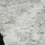 Je li to osoba kraj pasa na ovoj slici? Bit ćete iznenađeni kad saznate da na slici nema ljudi