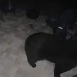 Na pragu ih dočekalo jezivo iznenađenje, kamera snimila obračun