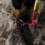 Snalažljiva mačka oduševila potezom, pogledajte kako se ugrijala