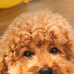 "The Art of the Poodle": Događanje u Zagrebu koje okuplja vlasnike pudlica, bit će pravi show