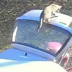 Njihove mačke su kraljice drame, vlasnici podijelili urnebesne snimke