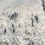 Divlji konji kod Livna: Pogledajte prizore koji oduzimaju dah