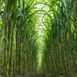 Je li šećerna trska prava alternativa fosilnim gorivima na bazi ugljika?