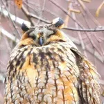 Neobičan prizor usred glavnog grada: Stablo u Zagrebu na kojem živi dvadesetak sova ušara