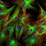 Razvijeni fluorescentni proteini čijom se svjetlinom u stanicama može upravljati bez dodira