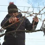 Ministar u posbenoj ulozi za početak vinogradarske godine: "Kuma odabereš, kuma ne dobiješ"